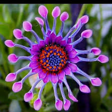 What is the most exotic flower. Pin On Photography