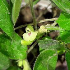 Image result for Macrotyloma africanum