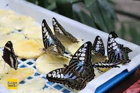 Kat sini terdapat lebih 200 spesis serangga dan lebih 400 spesimen serangga. Melaka Butterfly And Reptile Sanctuary Malaysia Traveller Review