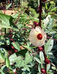 But when that new growth is wilting or dying, most gardeners panic, not knowing what to do. How To Grow Harvest And Use Rosella Hibiscus Sabdariffa Our Permaculture Life