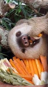 Sloth Eating Carrots Cute Wild Animals Cute Sloth Tame Animals