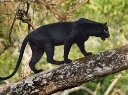 Black leopards from south africa is not ranked in the football club world ranking of this week (30 nov 2020). Black Leopard India Rare Cats Animals Wild Big Cat Species