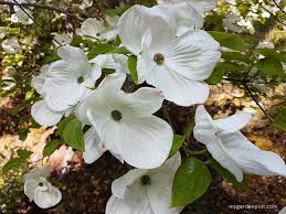 We did not find results for: Flowering Dogwood Tree Care How To Plant And Prune Cornus Trees