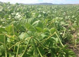 Image result for Vigna frutescens