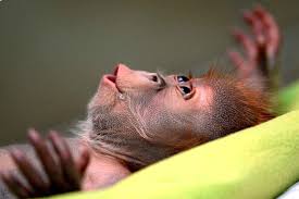 Les Animaux De La Semaine Happy Animals Zoo Babies Orangutan