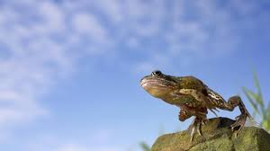 Image result for picture of a frog leaping in air