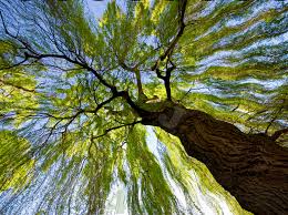 The bark of the weeping willow tree contains salicylic acid, which if ingested is toxic to animals but not humans. Gc7h6g7 Wonderful Willow Unknown Cache In Colorado United States Created By Drpolleyclass