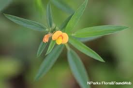 Image result for Stylosanthes