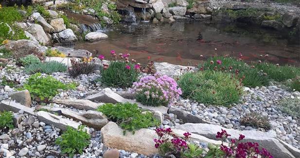 Rock garden armeria 