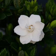 Image result for Gardenia subacaulis