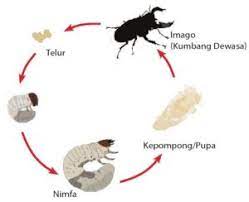 Metamorfosis tidak sempurna terjadi dengan tiga tahapan yaitu mulai dari telur, menetas menjadi nimfa dan tumbuh menjadi dewasa. Contoh Metamorfosis Sempurna Dan Tidak Sempurna Idschool