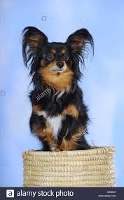 Dog breed guide for chions, papillon chihuahua hybrid dogs, facts and information on the papihuahua mixed dogs, dog description and chion pictures, dog care, temperament and training. Papillon Mix Stockfotos Und Bilder Kaufen Alamy