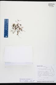 Image result for Ophioglossum gomezianum