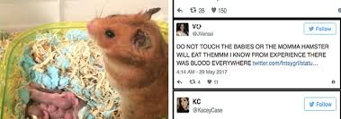 Specialists differ as to whether it is better to. People Are Discovering Hamsters Eat Their Babies And Honestly It S A Mess