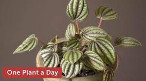 The peperomia is a fantastic little houseplant that is gaining popularity all the time. Peperomia Albovittata Piccolo Banda Houseplant Care 310 Of 365 Youtube
