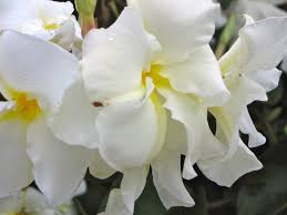 Chonemoi Pha Fragrans Climbing Frangipani