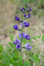 Butterfly attracting plants, cut flower plants, deer resistant plants, drought tolerant plants, hummingbird plants, pollinator plants, medicinal plants, north american native plants, ornamental. Baptisia Australis Wikipedia