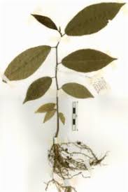 Image result for Antiaris