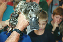 platypus wikipedia