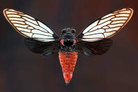 Till this day cicada wings remind me of my childhood whimsy. How Cicada Wings Kill Bacteria Biological Strategy Asknature
