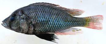 Image result for Haplocoelum