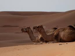 Population engages in sadomasochism at least an occasional basis. Camel The Ships Of The Desert Stock Photo Image Of Camel Easily 155244650