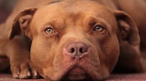 Along with some that celebrate the 'blue' in the name. Red Nose Pit Bull Facts Puppy Prices Temperament Breed Restrictions