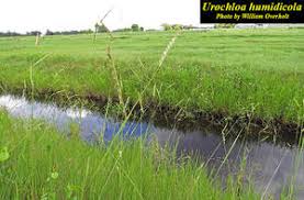 Image result for Urochloa dictyoneura