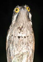 Bird With Big Eyes Name The Dark Secrets Of The Bird World Wait But Why Weird Birds Potoo Bird Funny Bird Pictures