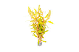 Image result for Nesaea dinteri