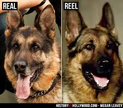 Max (2015) full movie ( max the dog : Megan Leavey Movie Vs True Story Of Sergeant Rex Military Dog