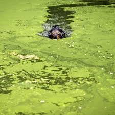 Blue Green Algae In Lakes Is Killing Dogs Here S What To Know