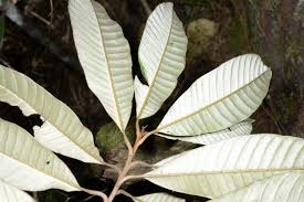 Image result for Chrysophyllum gorungosanum