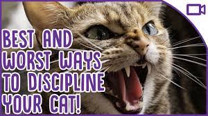 How can i stop my cat from doing bad things? How To Discipline Your Cat Best And Worst Ways Youtube