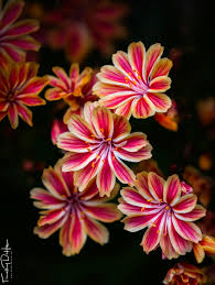 In Susan's Garden Canon EOS 7D Canon EF 70-200mm f/2.8L IS II USM 182 mm  ISO-100 f/3.5 1/250 sec. No Flash