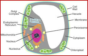 Animal cells have one or more small vacuoles whereas plant cells have one large central vacuole that can take upto 90% of cell volume. Vacuoles