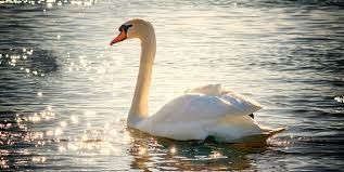 Spell totems now cost more mana to cast. Swan Spirit Animal Symbolism And Meaning