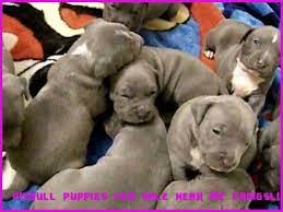 Pin On Cutepuppies