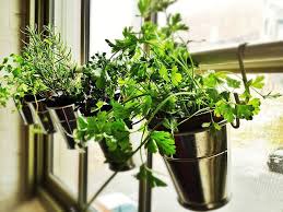 Select from our list of indoor herbs and hang their pots on the kitchen window by means of curtain rods. 12 Kitchens With Small Herb Gardens Green Freshness Indoors