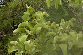 Image result for Philenoptera nelsii