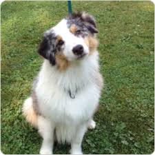 Black And Brown Australian Shepherd Puppy Blue Merle Black Gray White Tan Australian Shepherd Dog This Is The Exact Dog Australian Shepherd Australian Shepherd Dogs Australian Shepherd Blue Merle