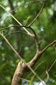 Image result for Adenia karibaensis