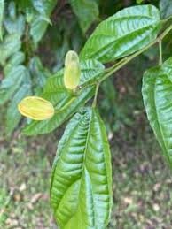 Image result for Glyphaea