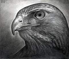 Marissa's pencil drawing of the eye of a hawk captures the fierceness of the hawk. How To Draw A Hawk Red Tailed Hawk Step By Step Drawing Guide By Finalprodigy Dragoart Com