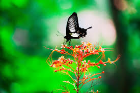 free image on pixabay butterfly flower spring nature spring nature flowers japanese garden spring nature flowers japanese garden
