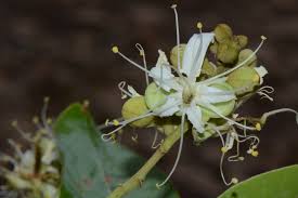 Image result for Isoberlinia