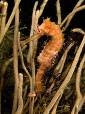 Seahorses are part of the same order as pipefish, syngnathiformes. Seahorse Wikipedia