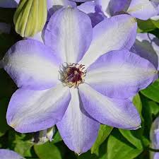 Check spelling or type a new query. The 27 Best Cold Hardy Clematis Varieties Gardener S Path