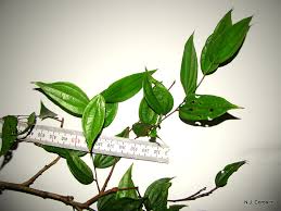 Image result for Anisophyllea