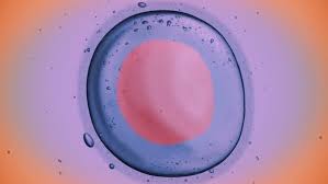 Here's how much your eggs are worth. A Primer For Canadian Women On Freezing Your Eggs Cbc Life